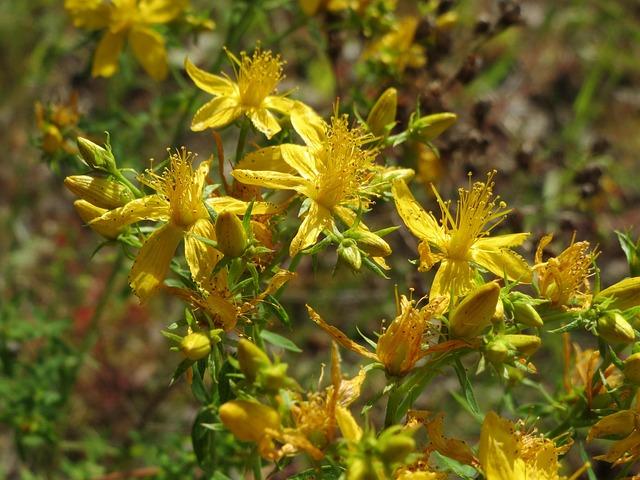 St. John’s Wort supplements